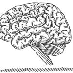 illustration of a brain