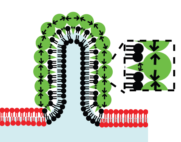 Graphic of membrane curvature research