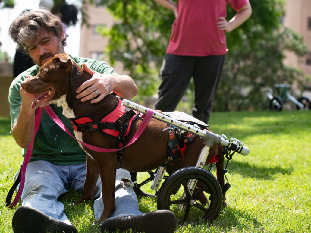 Medium dog in wheelchair being pet by owner in the grass