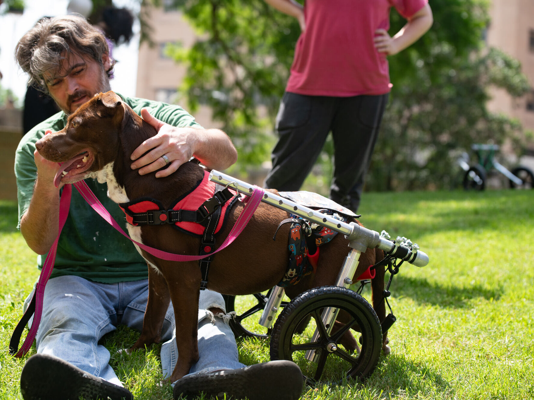 Medium dog in wheelchair being pet by owner in the grass