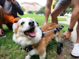 Small dog being fitted by Texas Engineering students for new wheelchair prototype