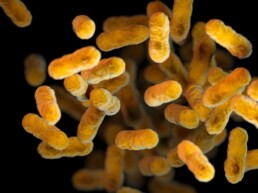 Microscopic imaging from Jennifer Maynard's laboratory of bordetella pertussis