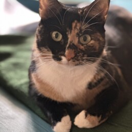 Cat laying on table next to bowl