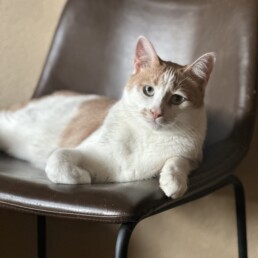 Cat laying on top of chair