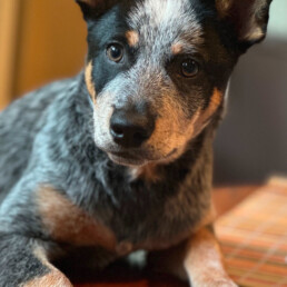 Small dog leaning up on table next to computer
