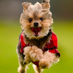 Small dog in sweater running in field