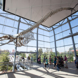 Pedestrians walking under large ceiling suspended bones at the Natural History Museum