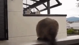 GIF of cat jumping and falling